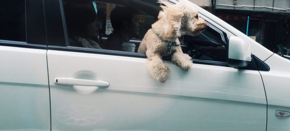 Quais os cuidados que se deve ter com o cachorro no carro?